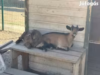 Billy Goat, Goats — photo 2