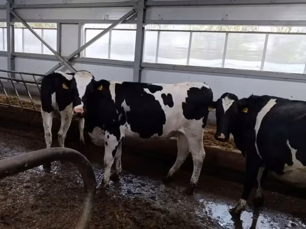 Tehén, Holstein fajta