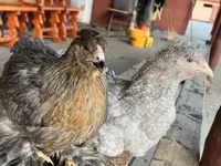 Brahma — photo 3
