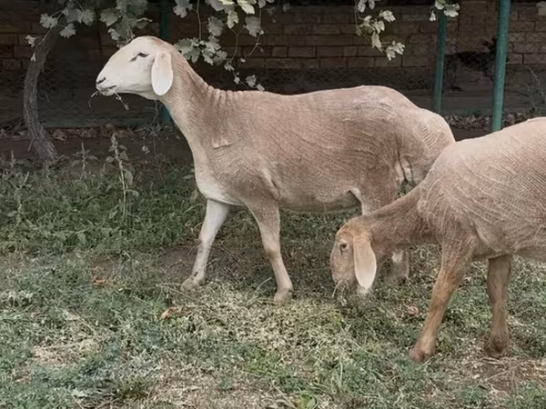 Qoyun, Arashan sheep