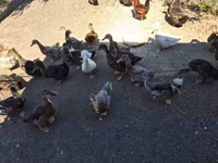 Ducks — foto 1