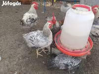 Chickens — Foto 3