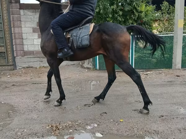 حصان, Thoroughbred horse