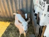 Goat, Goats — photo 4