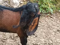 Ziegenbock, Ziegen — Foto 2
