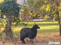 Oveja, Racka sheep — foto 1