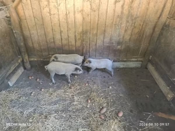 Świnie (partia, płeć nieokreślona),  — Węgry