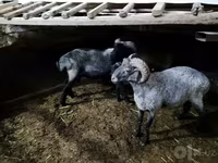 Sheep (batch, sex not specified), Sheep — photo 6