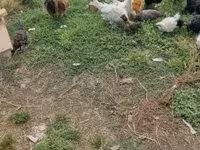 Ducks — الصورة 6
