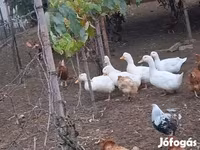 Ducks — 照片 3