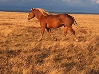 حصان, Altai horse — الصورة 2