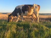 Kuh, Simmental cattle — Foto 1