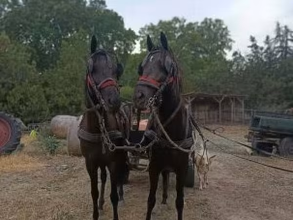 Kanca, Akhal-Teke