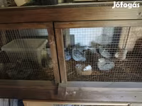Quails — 照片 1