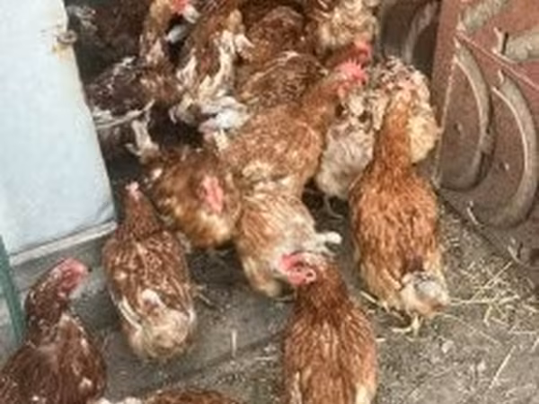 Chickens — هنغاريا