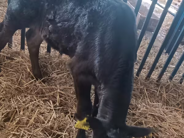 Bika, Aberdeen-Angus