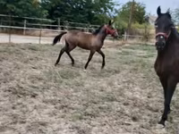 母马, Lipizzaner — 照片 5