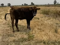 Krowa, Swiss cattle — zdjęcie 2