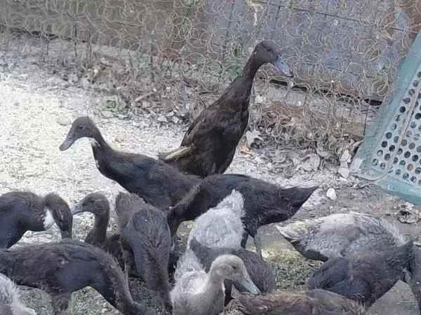 إنديان رانر