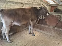 Tehén, Swiss cattle — 7. fotó
