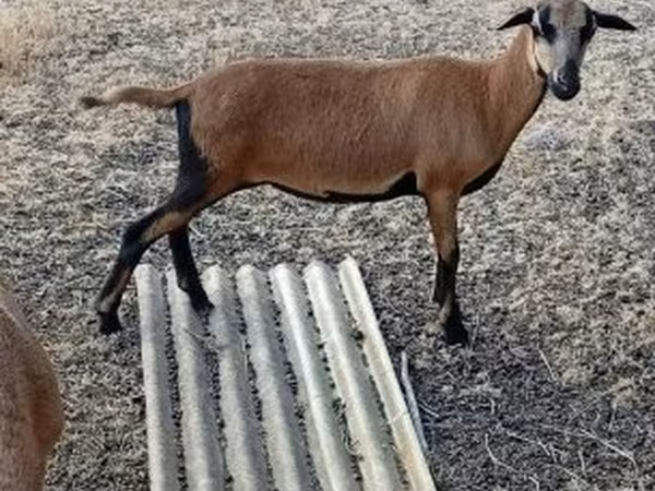 Schaf, Cameroon sheep — Ungarn