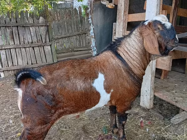 Теке, Nubian Goat