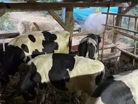 सांड, गोलस्टीन नस्ल — फ़ोटो 5