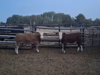 Bika, Simmental cattle — 5. fotó