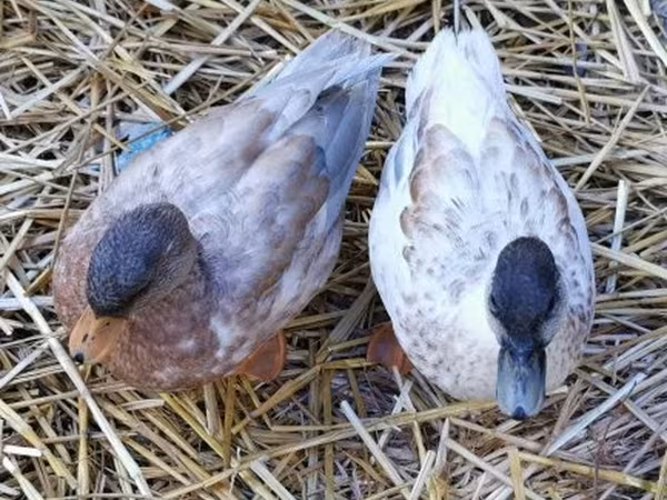 Ducks