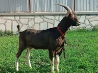 عنزة, Toggenburg goat — الصورة 3