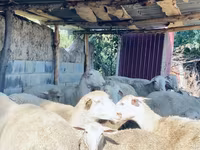 Kos, Merinoland sheep — 4. fotó