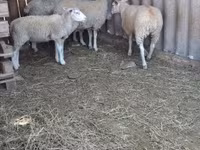 Kos, Juhok — 3. fotó