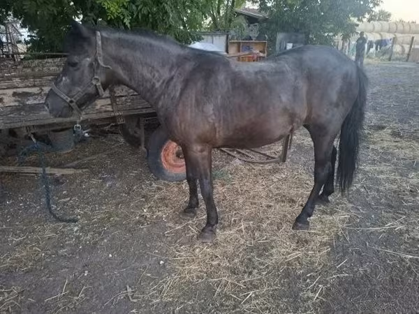 母马, Horses