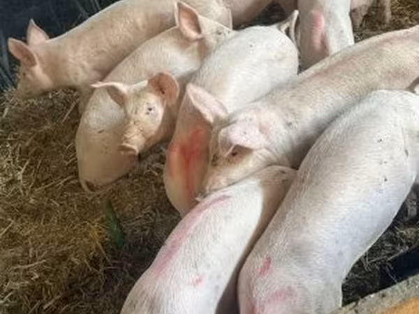 Sow, Крупная белая