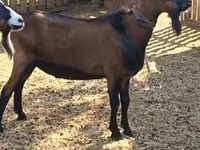 Ziegenbock, Ziegen — Foto 2