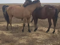 Stute, Mugalzhar horse — Foto 2