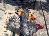 gallina danesa — foto 3