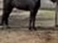 فرس, Orlov Trotter — الصورة 4