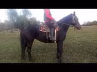 Kanca, Nonius horse — 8. fotó