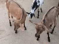 山羊（批次，未指定性别）, Goats — 照片 3