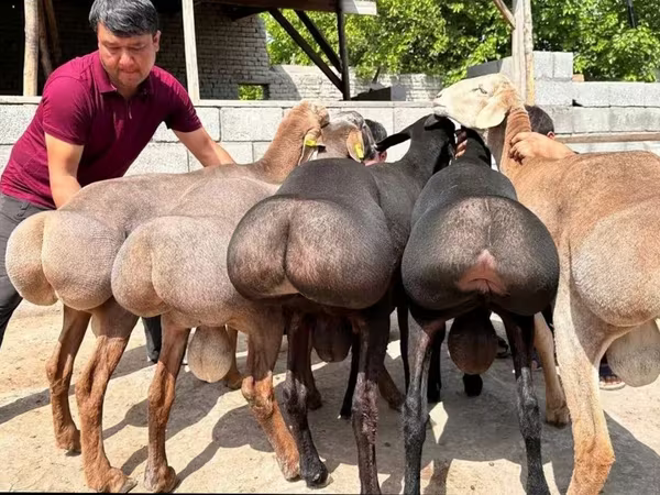 Kos, Juhok