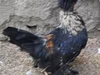 Chickens — foto 6