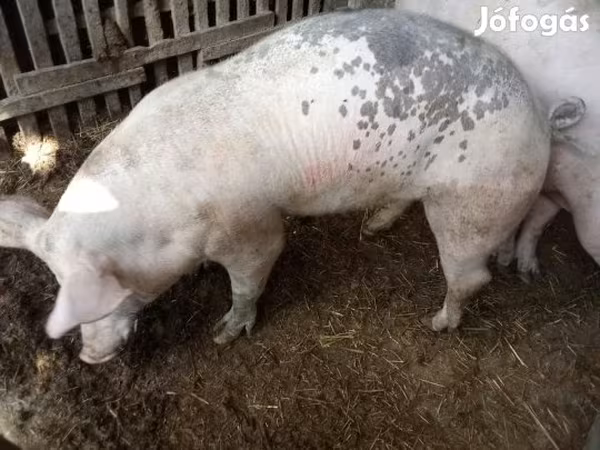 Boar, Pigs — Hungary