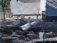 Geese — zdjęcie 2