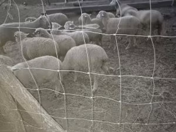 Brebis, Moutons — Hongrie
