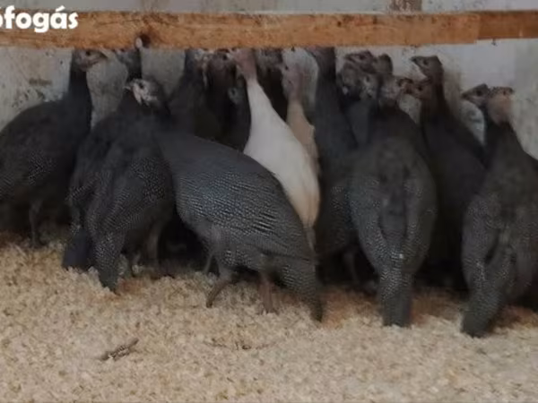 Guinea fowl