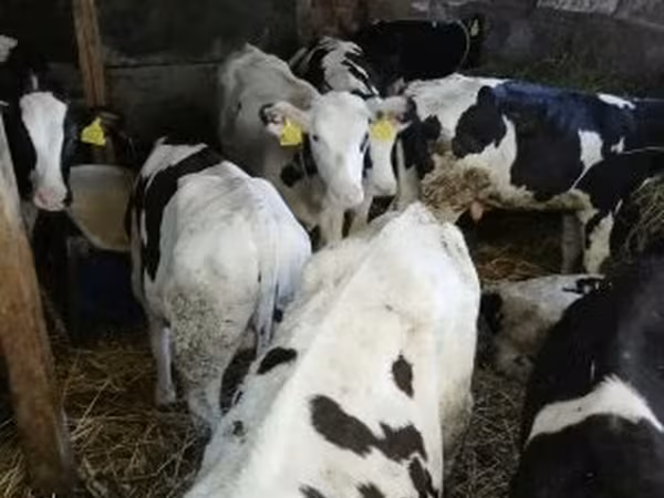 Bull, Russian Black pied cattle
