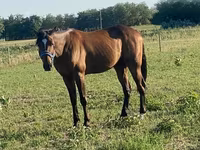 Horse (M), Horses — photo 7