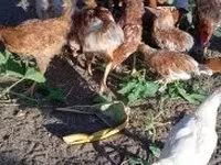 Chickens — photo 3