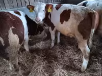 Toro, Simmental cattle — foto 1
